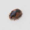 Scymnus interruptus